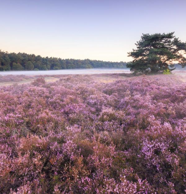 Landschap met paarse heide